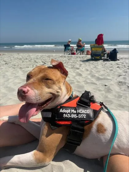 An adult medium-sized female Hound dog named Yams for adoption in Conway, SC