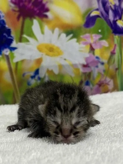 A baby small-sized male Domestic Short Hair cat named Uncle Fester for adoption in San Antonio, TX