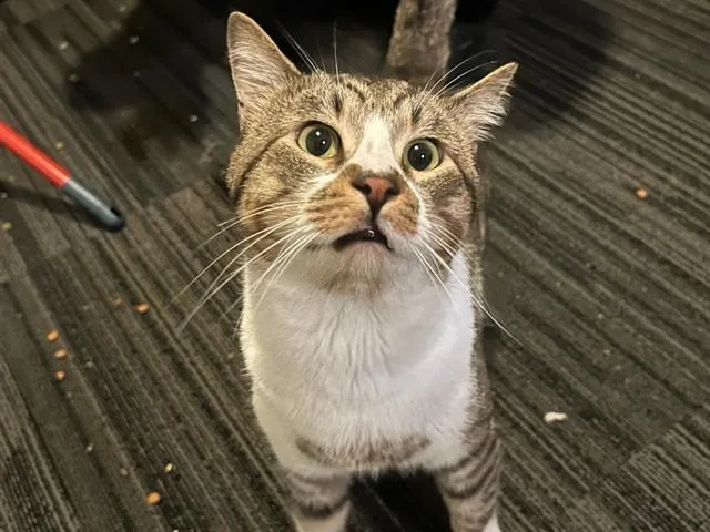 A young medium-sized male Domestic Short Hair cat named Pan for adoption in San Jose, CA