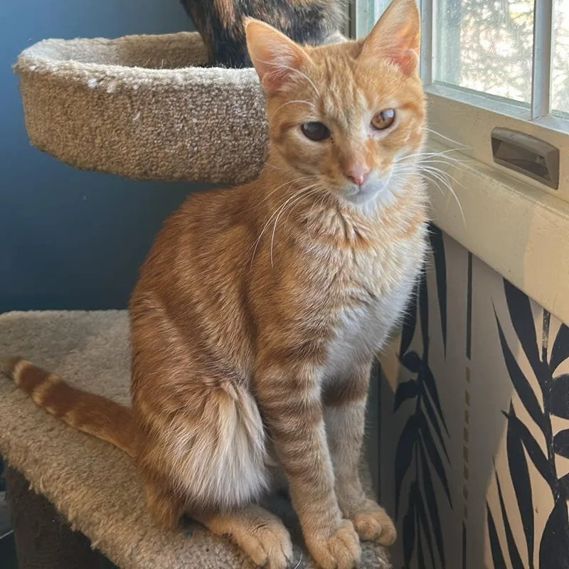 Ginger Spice Dw thumbnail 2