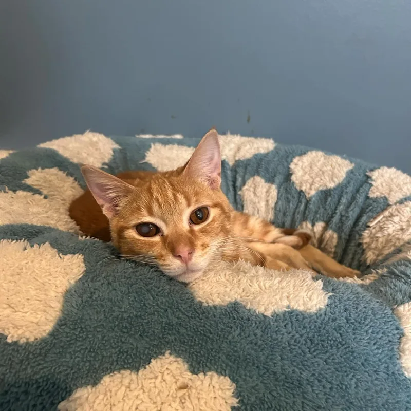 Ginger Spice Dw thumbnail 3