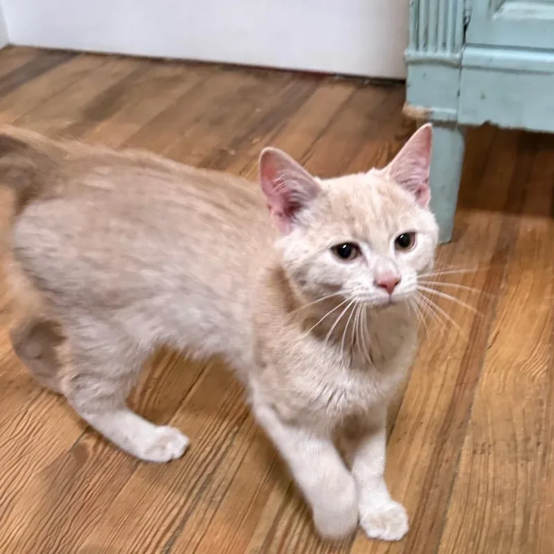 A baby small-sized male Buff / Tan / Fawn Domestic Short Hair cat named Phoenix for adoption in Potomac, MD