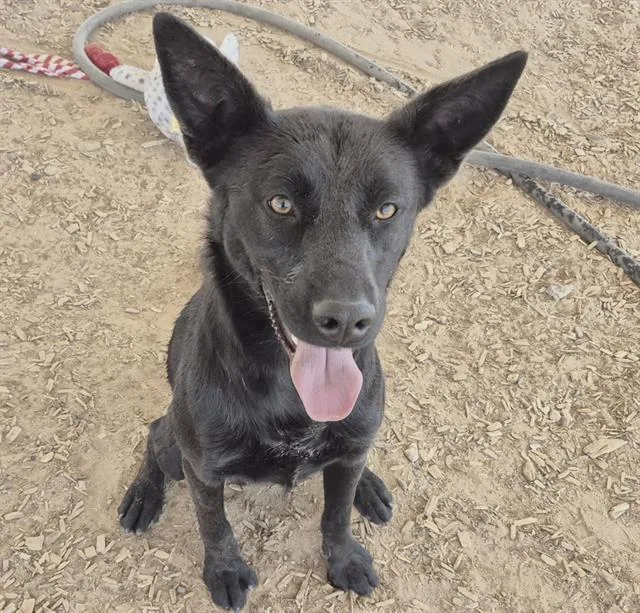 An adult medium-sized female Labrador Retriever dog named Licorice for adoption in Albuquerque, NM