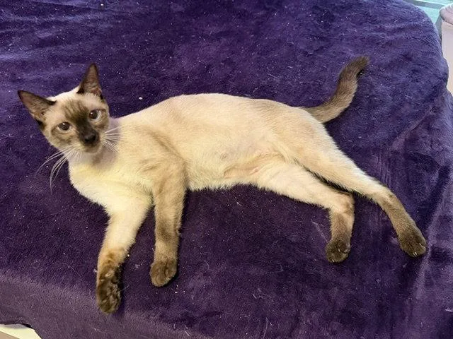 A young medium-sized female Siamese cat named Madame Purrie for adoption in Orlando, FL