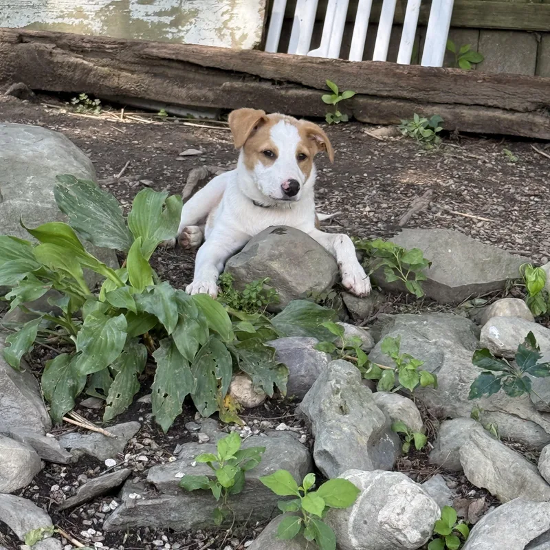 A baby medium-sized male Mixed Breed dog named Bandit for adoption in Pleasant Valley, NY