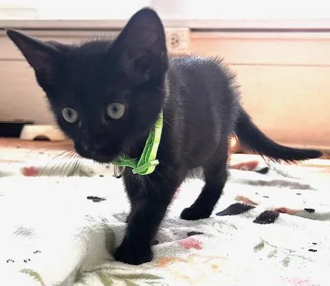 A baby medium-sized female Black Domestic Short Hair cat named Luna for adoption in Valley City, ND