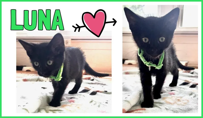 Luna thumbnail 5