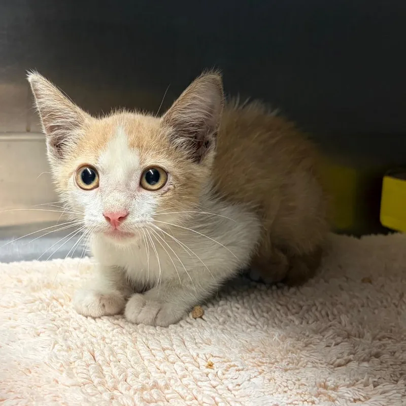 A baby small-sized male Orange / Red Domestic Short Hair cat named Miles for adoption in Lake Jackson, TX