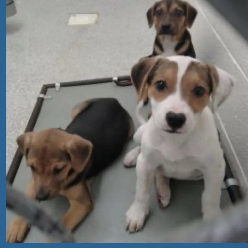 A baby medium-sized female Beagle dog named June  July and for adoption in Wilkesboro, NC