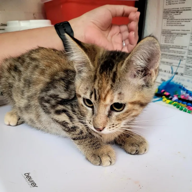 A baby small-sized female Domestic Short Hair cat named Tabbitha for adoption in Allyn, WA