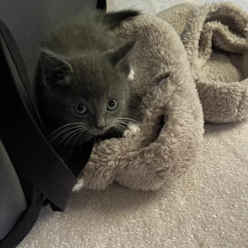 A baby small-sized male Domestic Short Hair cat named Macarena for adoption in Cumming, GA