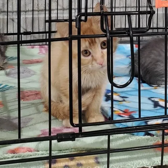 A baby small-sized female Orange / Red Domestic Medium Hair cat named Pepper for adoption in Mondovi, WI