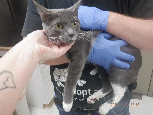 An adult small-sized female Domestic Short Hair cat named Ash for adoption in Oroville, CA