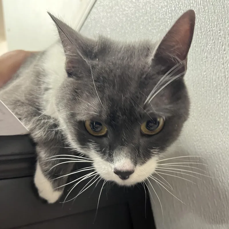 An adult medium-sized female Gray / Blue / Silver Domestic Short Hair cat named Mimi for adoption in Tampa, FL