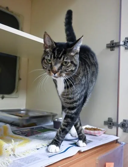 An adult large-sized male Domestic Short Hair cat named Calgary for adoption in Chamblee, GA