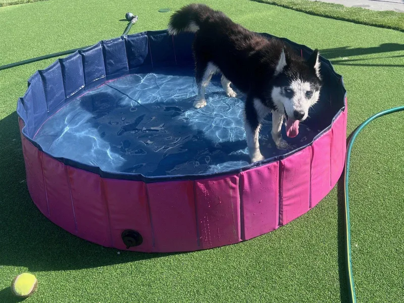 A young small-sized female Siberian Husky dog named Heidi for adoption in Walnut Creek, CA