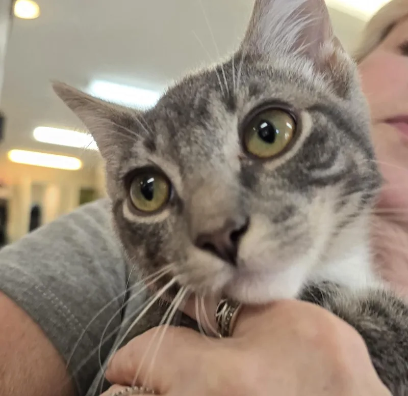 A baby small-sized male Gray / Blue / Silver Domestic Short Hair cat named Calvin for adoption in Southbury, CT