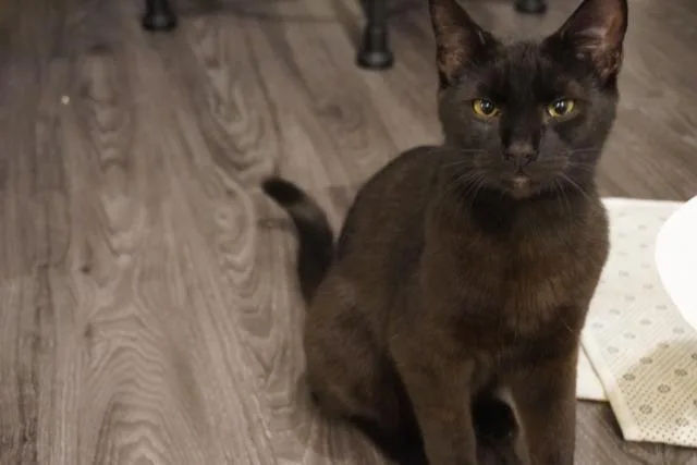 Ace Ventura