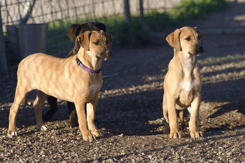 Rosemary thumbnail 3