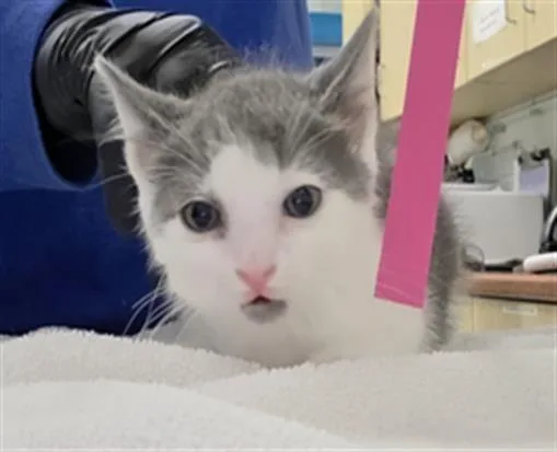 A baby small-sized male Domestic Short Hair cat named Sizzle Pop for adoption in Camarillo, CA