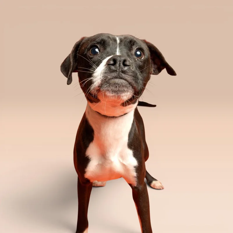 A young medium-sized male Boxer dog named Leo for adoption in Richardson, TX