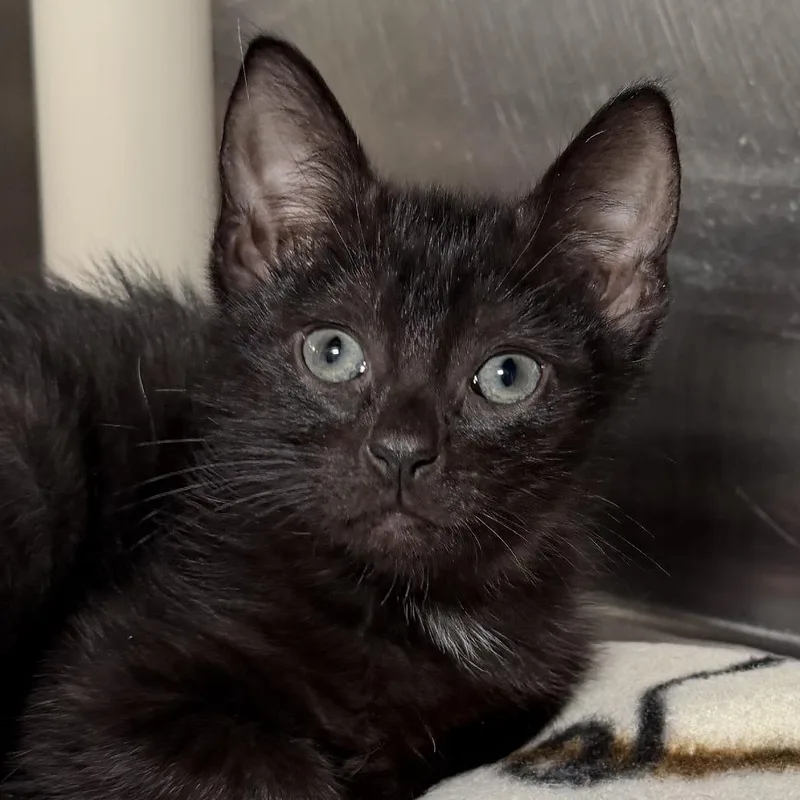 A baby small-sized male Domestic Short Hair cat named Hopper for adoption in Kennebunk, ME