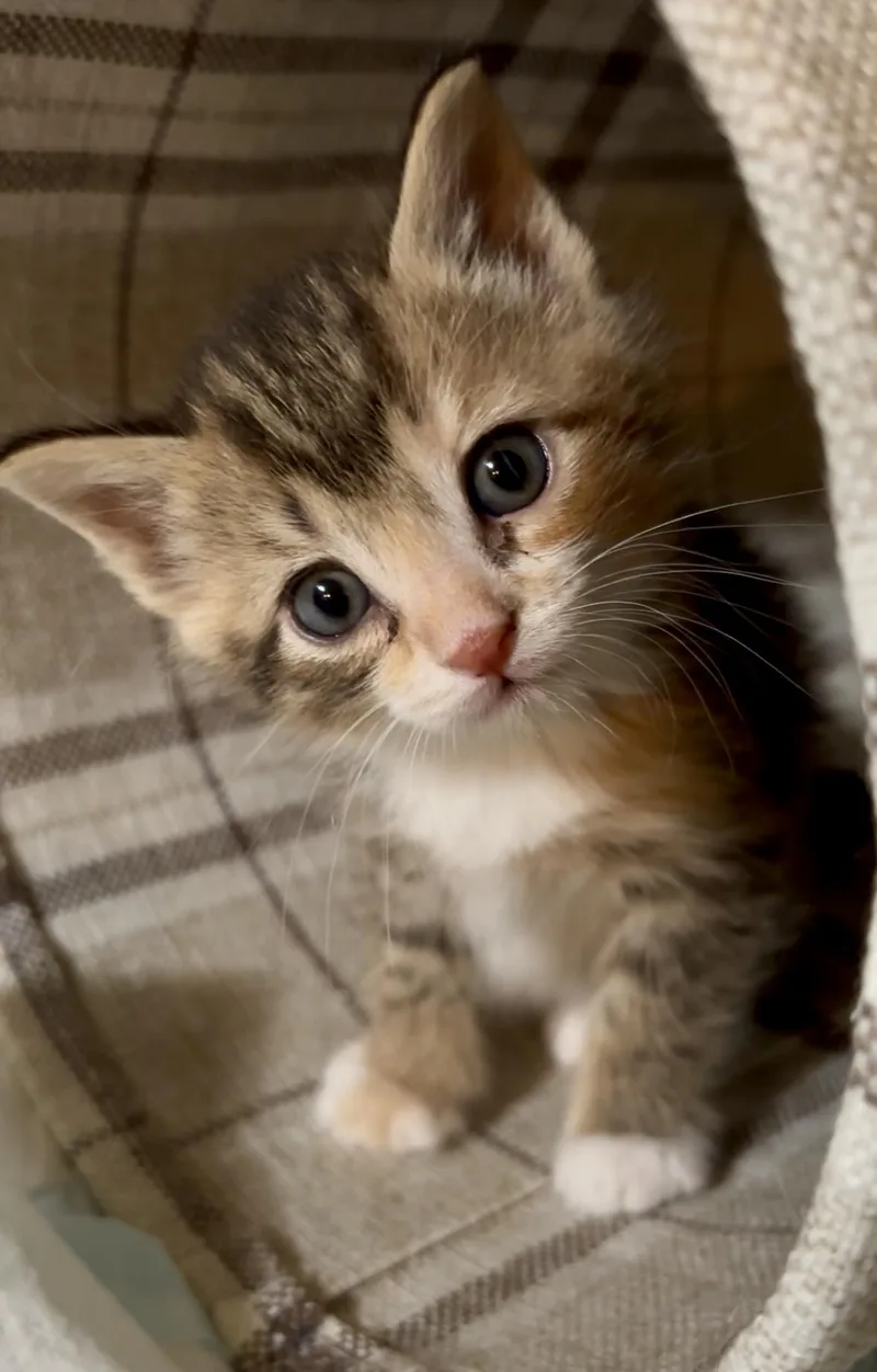 A baby medium-sized female Tabby (Brown / Chocolate) Domestic Short Hair cat named Samantha for adoption in Lemoyne, PA