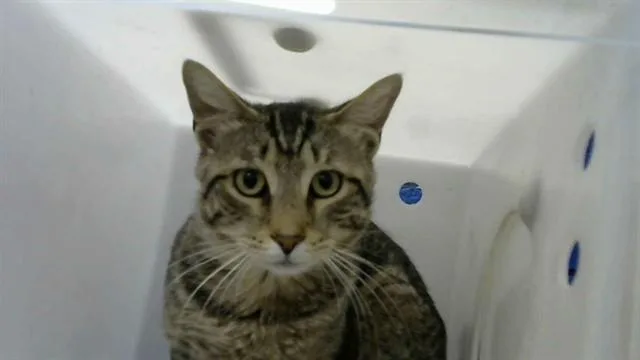 A young medium-sized male Domestic Short Hair cat named Market for adoption in Albuquerque, NM