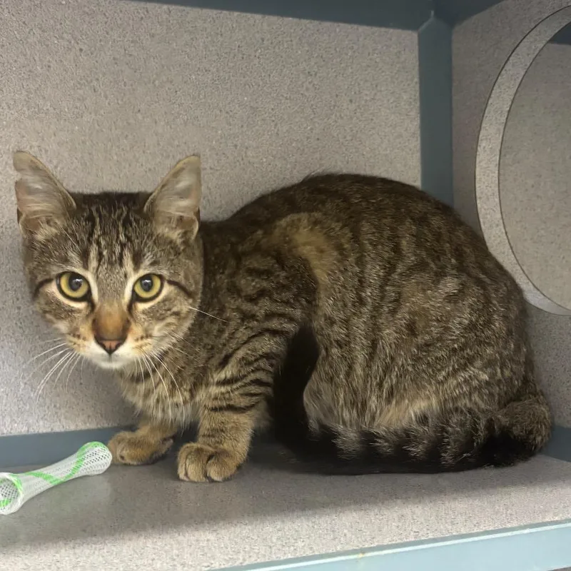 A young medium-sized male Brown / Chocolate Domestic Short Hair cat named Bam Bam for adoption in Marshalltown, IA