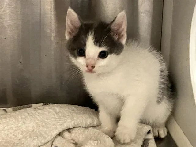 A baby small-sized male Domestic Short Hair cat named Whiskerino for adoption in Tustin, CA