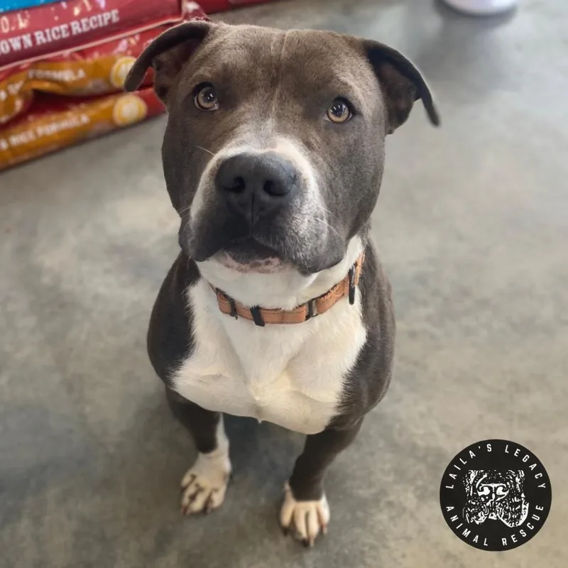 An adult medium-sized male Gray / Blue / Silver Pit Bull Terrier dog named Huck for adoption in Washington, DC