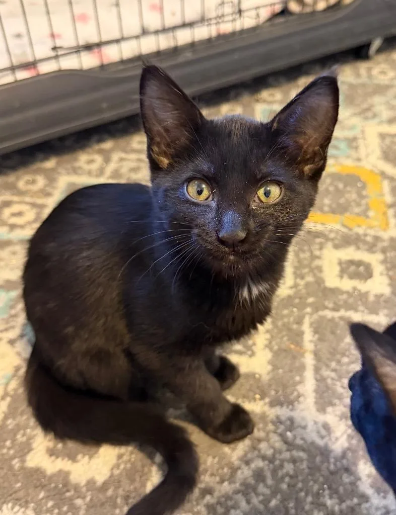 A baby medium-sized female Domestic Short Hair cat named Jo Jo for adoption in Logan, UT