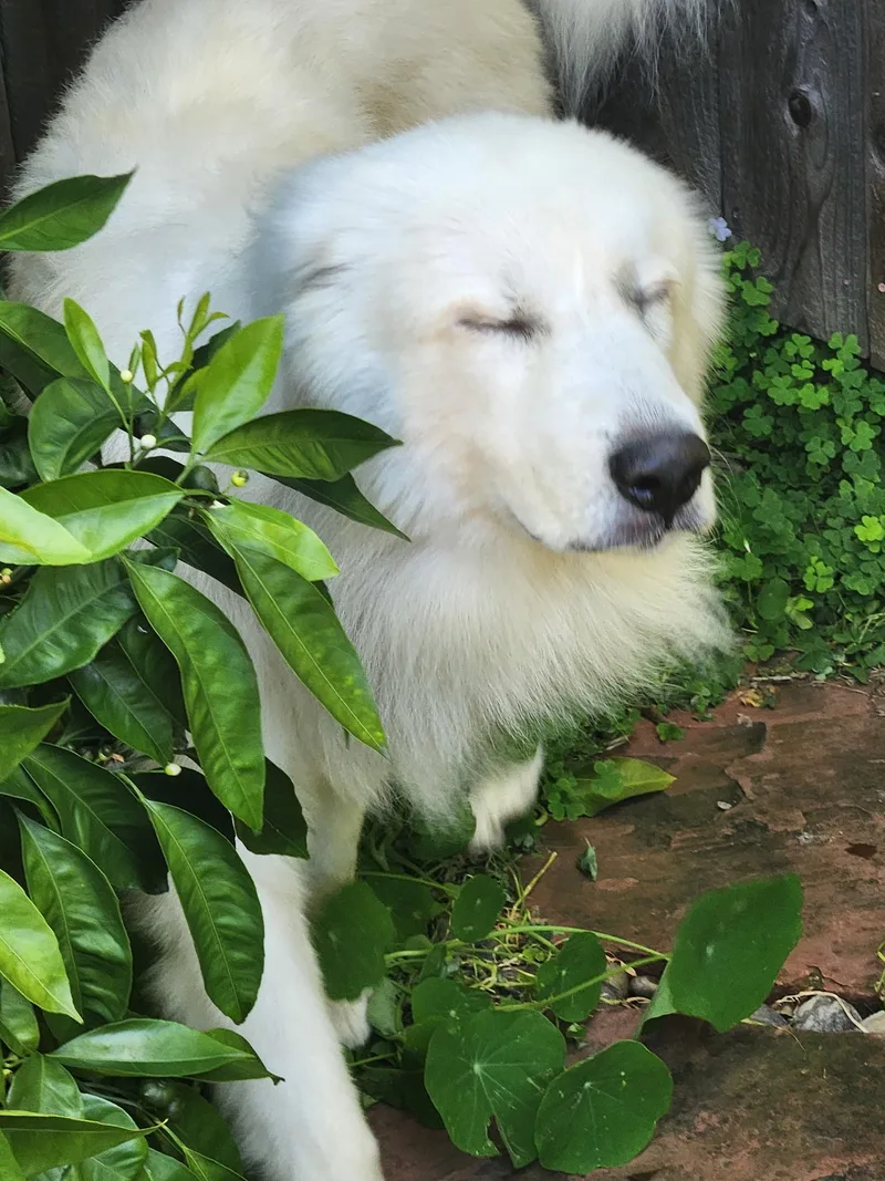 Thomas Franklin Noodlebaum thumbnail 2