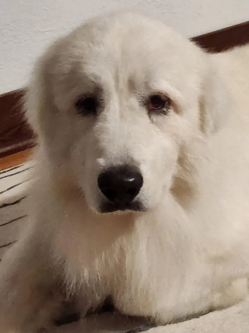 Thomas Franklin Noodlebaum thumbnail 4