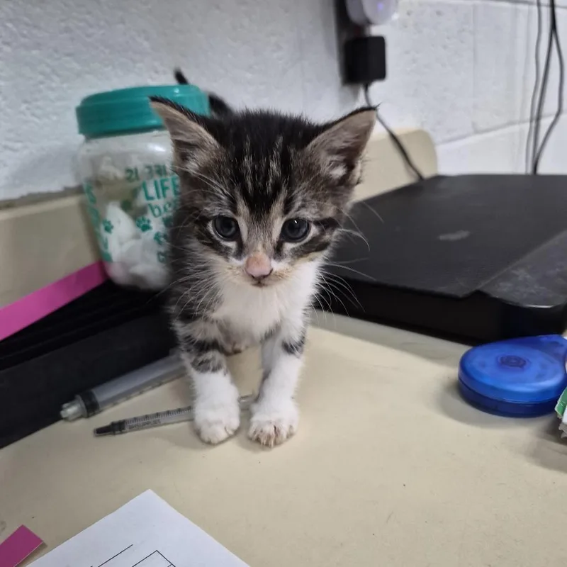 A baby small-sized female Black Domestic Short Hair cat named Pumpkin for adoption in Ardmore, OK