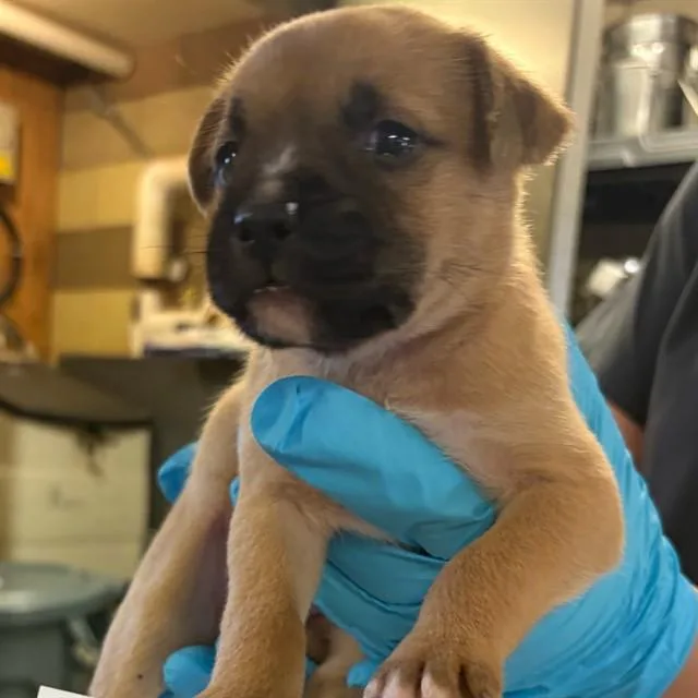A baby small-sized female German Shepherd Dog dog named Poseidon for adoption in Riverside, CA