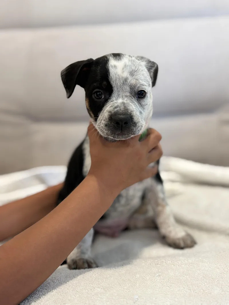 A baby small-sized female Pit Bull Terrier dog named Checkers for adoption in Discovery Bay, CA