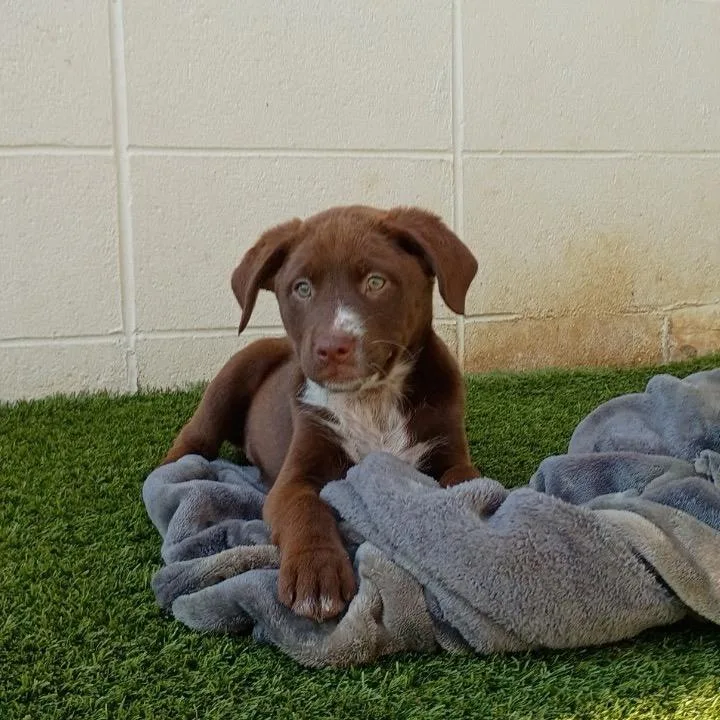 A baby small-sized female Brown / Chocolate Mixed Breed dog named R Fender for adoption in Port Washington, NY