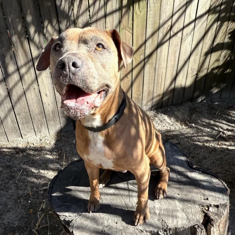 Caramela thumbnail 2