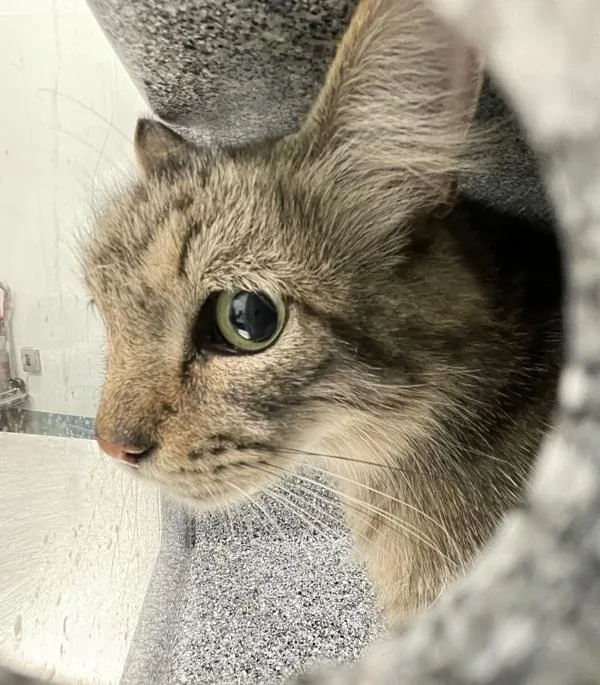 An adult medium-sized female Domestic Medium Hair cat named Razzles for adoption in Ridgewood, NY
