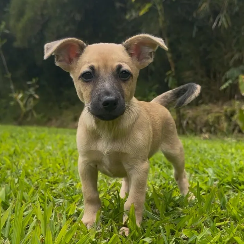 A baby small-sized male Yellow / Tan / Blond / Fawn Terrier dog named Vincent for adoption in Keaau, HI
