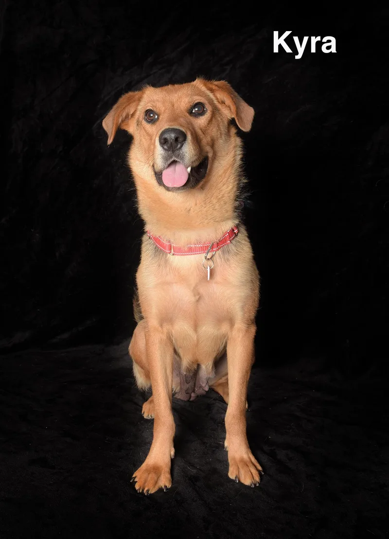 A young medium-sized female Black German Shepherd Dog dog named Kyra for adoption in Van Nuys, CA