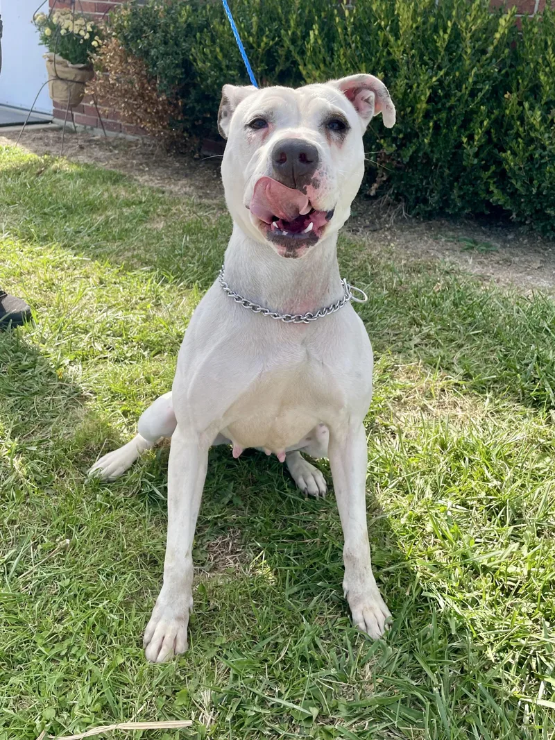 An adult large-sized female White / Cream Pit Bull Terrier dog named Hidy for adoption in Washington Court House, OH