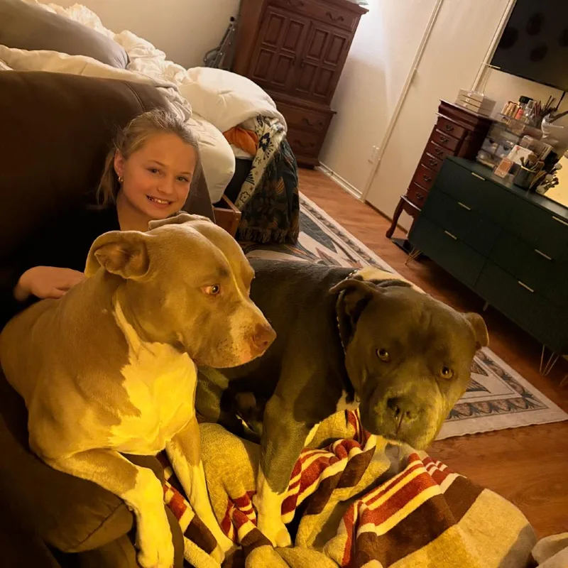 A senior large-sized female American Staffordshire Terrier dog named Shay for adoption in Dallas, TX