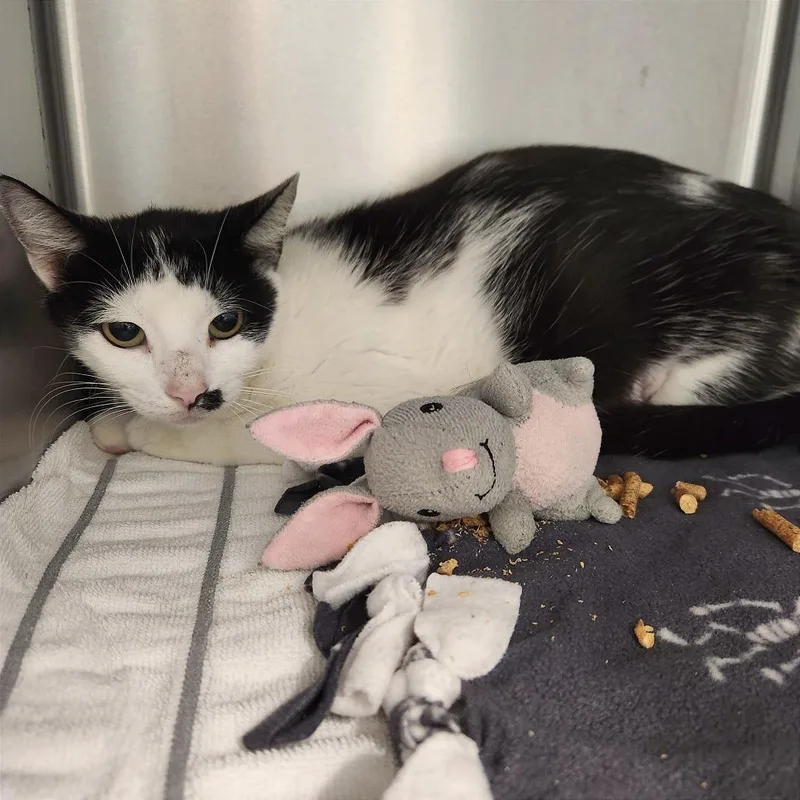 A young medium-sized female Black Domestic Short Hair cat named Abby for adoption in Naples, FL