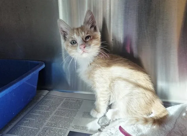 A baby small-sized male Domestic Short Hair cat named A for adoption in Martinez, CA