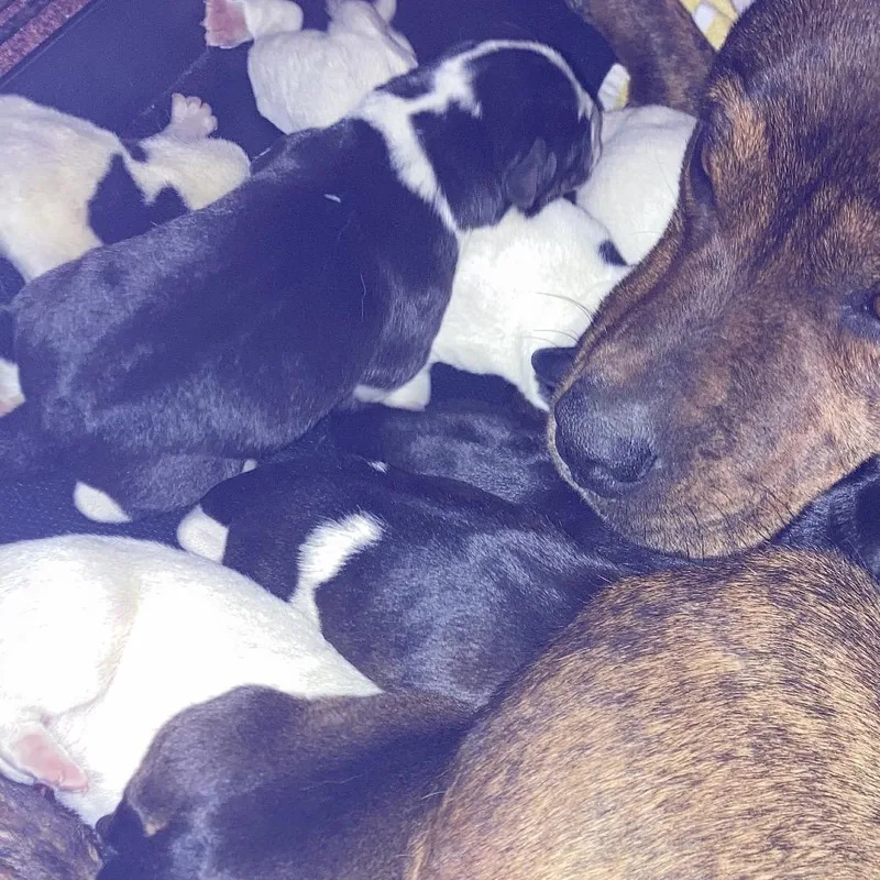 Bindi's Pup Freyja thumbnail 3