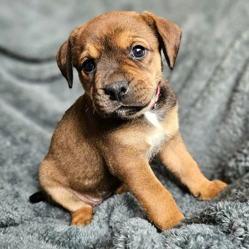 Bindi's Pup Freyja thumbnail 4