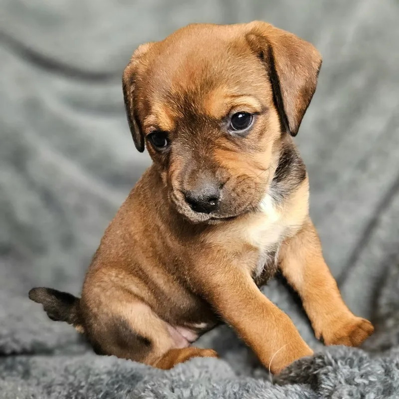 Bindi's Pup Freyja thumbnail 5