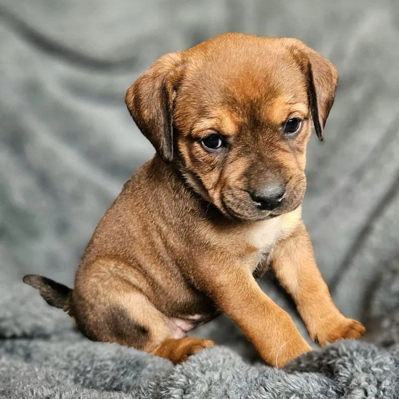 Bindi's Pup Freyja thumbnail 6